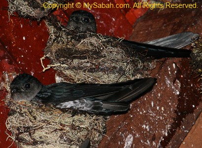 Glossy Swiftlet