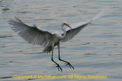 Great Egret