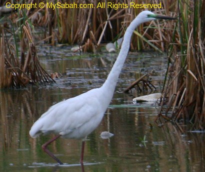 Great Egret