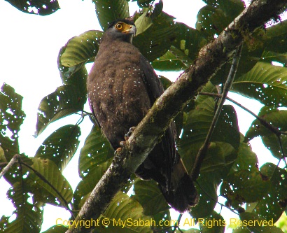 Crested Serpent Eagle