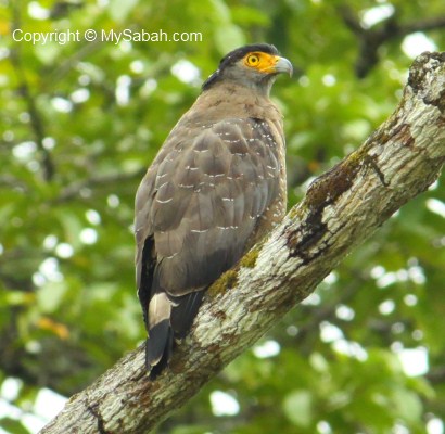 Crested Serpent Eagle