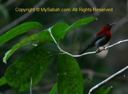 Crimson Sunbird