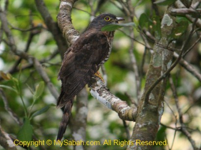 Dark-Hawk Cuckoo