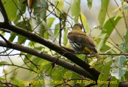 Dark-throated Oriole