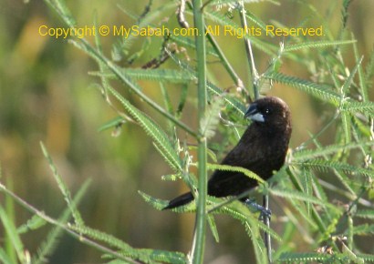 Dusky Munia