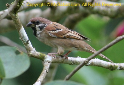 Eurasian Tree Sparrow