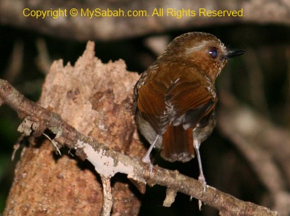 Eyebrowed Jungle Flycatcher