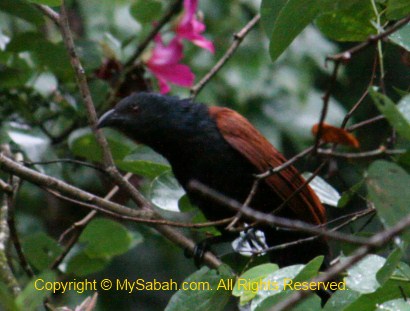 Greater Coucal