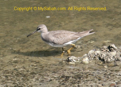 Grey-Tailed Tattler