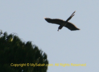 Helmeted Hornbill