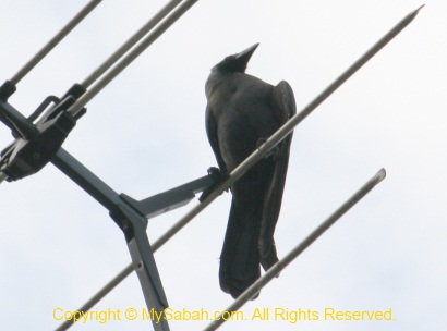 House Crow