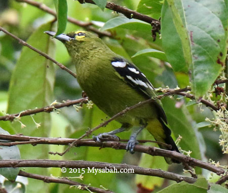 Green Iora