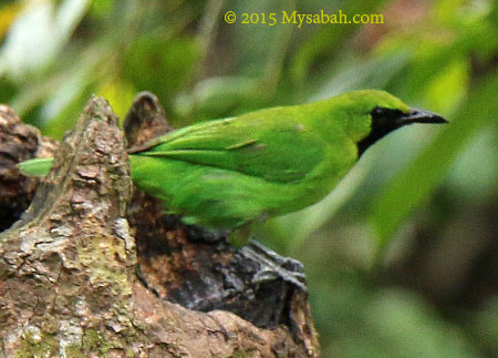 Greater Green Leafbird