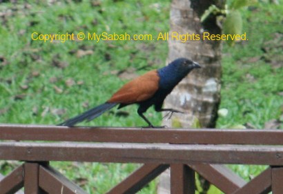 Greater Coucal