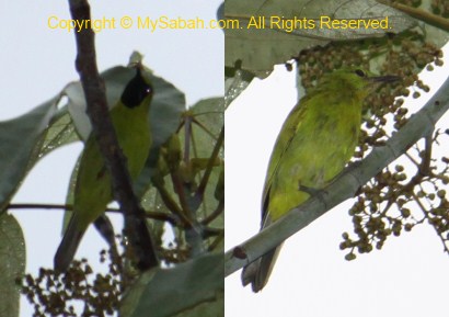 Greater Green Leafbird