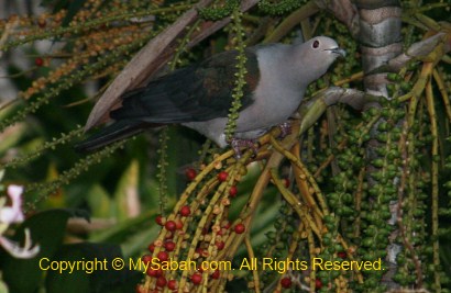 Green Imperial pigeon