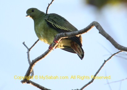 Green Imperial pigeon