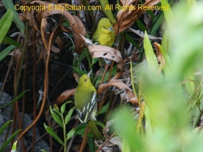 Green Iora