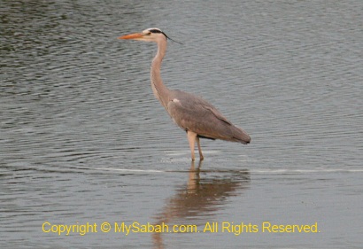 Grey Heron