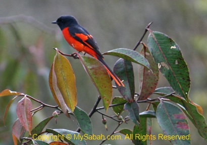 Grey-Chinned Minivet