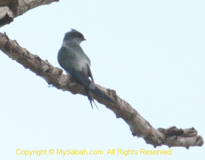 Grey-rumped Treeswift