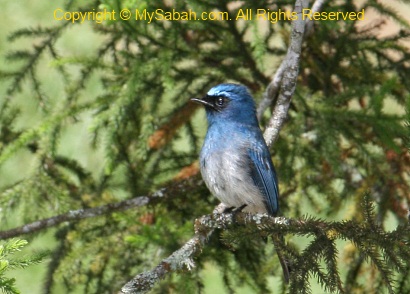 Indigo Flycatcher