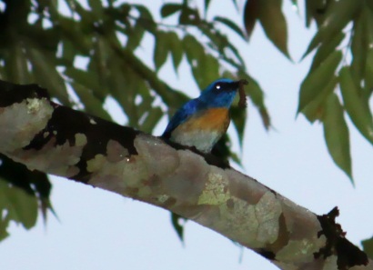 Malaysian Blue Flycatcher