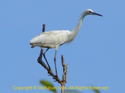 Little Egret