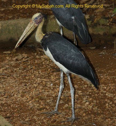 Lesser Adjutant