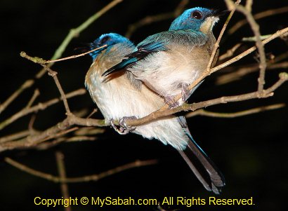 Malaysian Blue Flycatcher