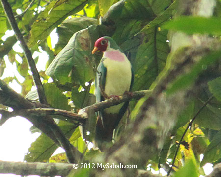 Jambu Fruit Dove