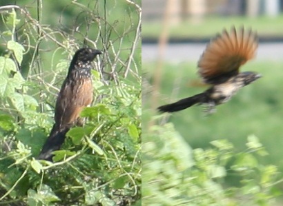 Lesser Coucal