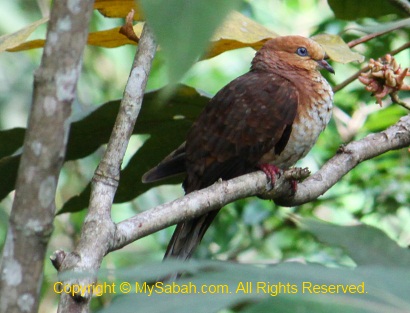 Little Cuckoo-Dove