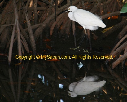 Little Egret