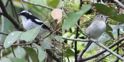 Little Pied Flycatcher