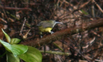 Little Spiderhunter