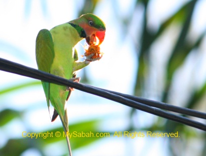 Long-tailed Parakeet