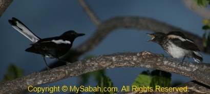 Magpie Robin