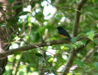 Mangrove Blue Flycatcher