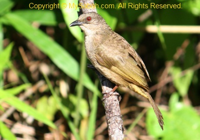 Olive-Winged Bulbul