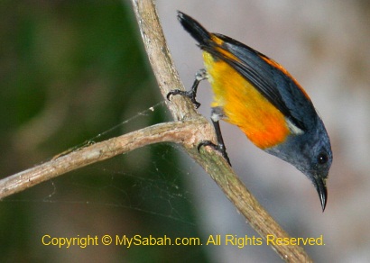 Orange Bellied Flowerpecker