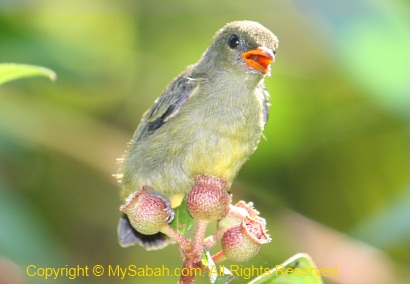 Orange Bellied Flowerpecker