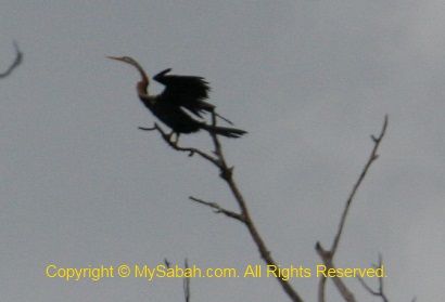 Oriental Darter