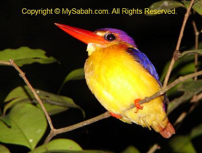 Oriental Dwarf Kingfisher