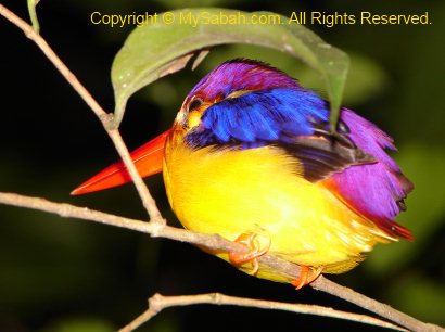 Oriental Dwarf Kingfisher