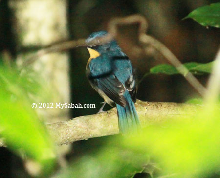 Mangrove Blue Flycatcher