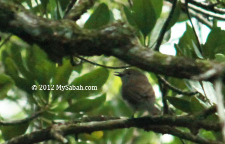 Mangrove Whistler