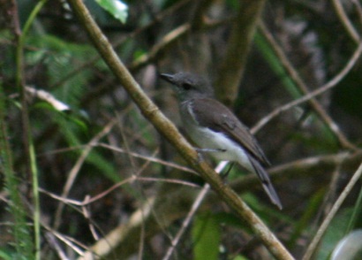 Mangrove Whistler