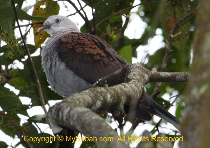 Mountain Imperial Pigeon