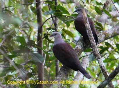 Mountain Imperial Pigeon